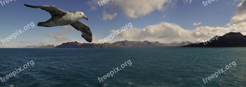 Waters Nature Panorama Sea Bird