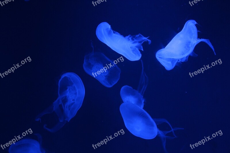 Jellyfish Oceanarium Free Photos