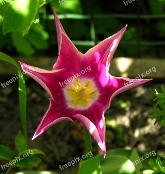 Nature Plant Flower Summer Beautiful