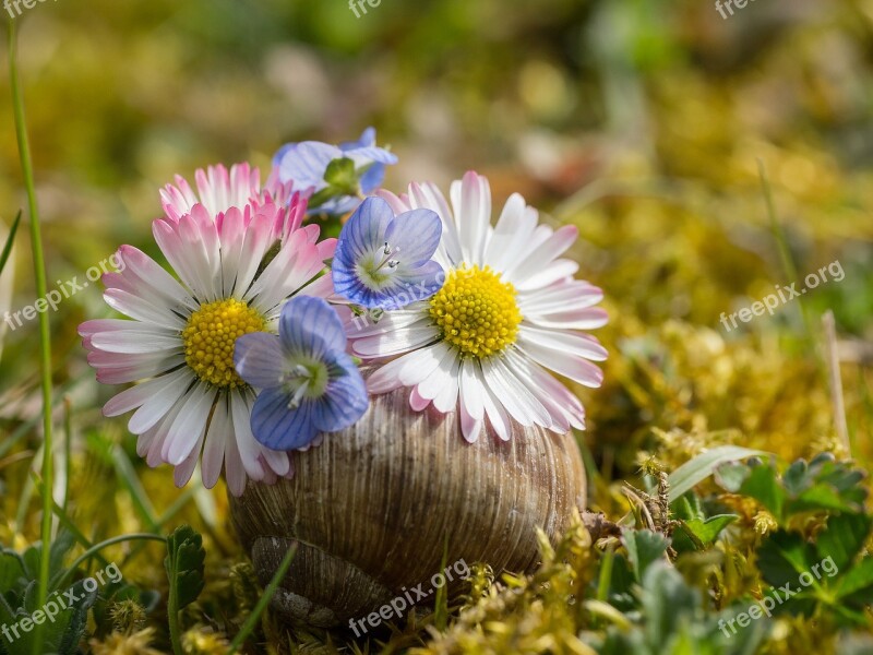 Spring Spring Blossoms Early Bloomer Plant Flowers Shell