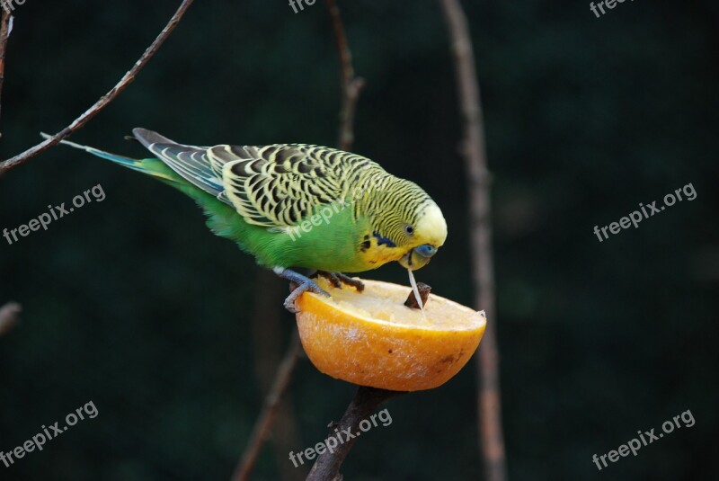 Bird Nature Animal Animal World Feather