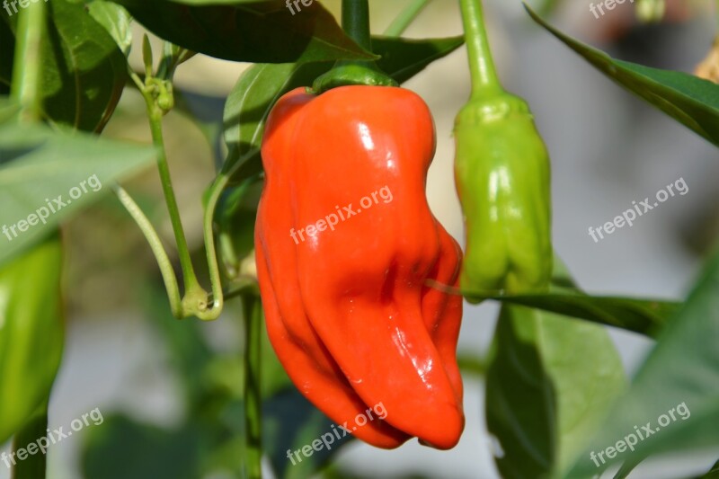 Chili Hot Pepper Nature Free Photos