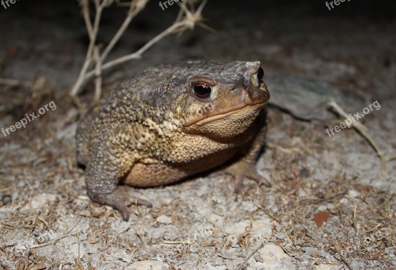 Nature Animalia Wild Life Toad Free Photos