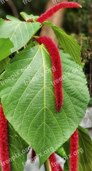 Amaranthus Amaranth Hanging Red Tree