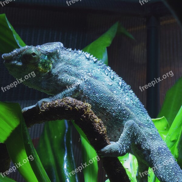 Panther Chameleon Chameleon Reptile Animal Insect Eater