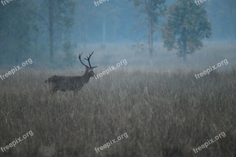 Deer Stag Nature Wood Wildlife