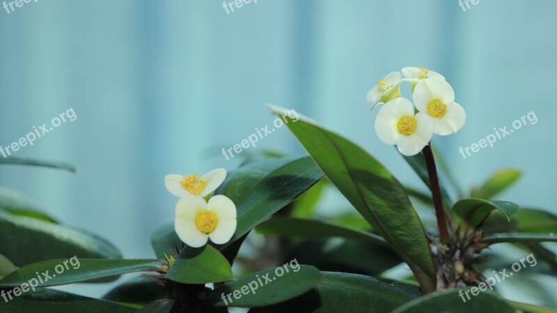 Flowers Affix White Yellow White Color