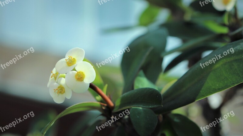 Flowers Affix White Yellow White Color