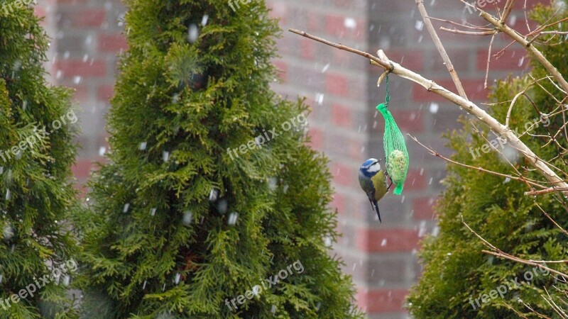 Animal Bird Tit Blue Tit Attention