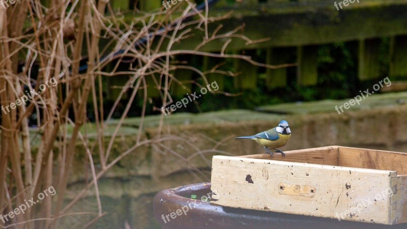 Animal Bird Tit Blue Tit Attention