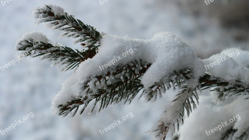 Winter Snow Frost Tree Six