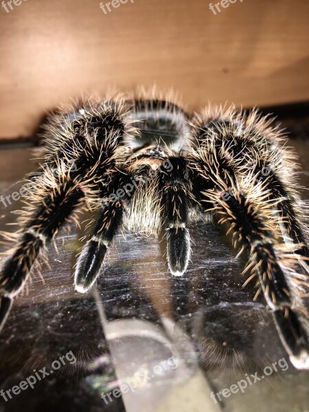 Tarantula Spider Macro Hairy Terrarium