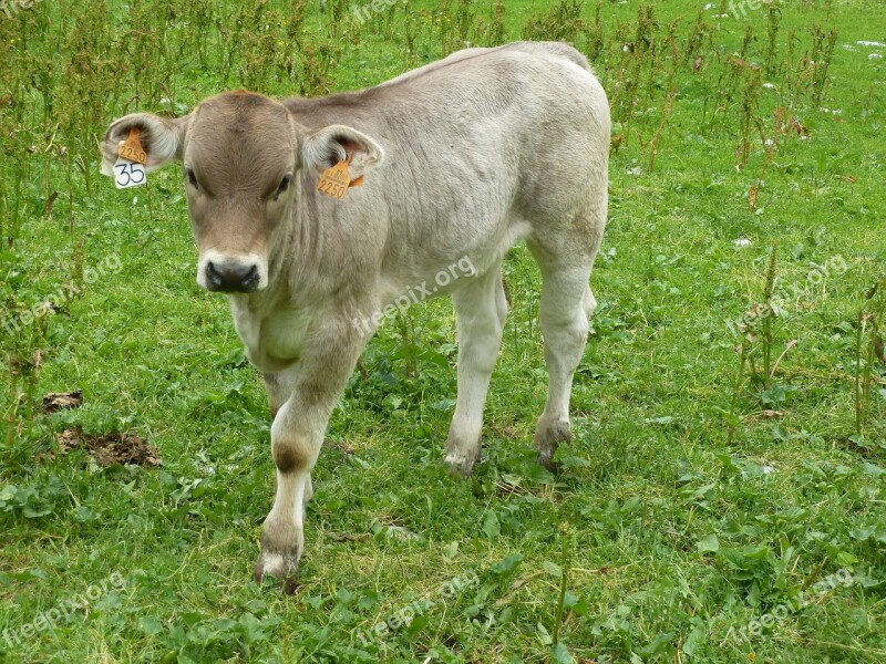 Lawn Mammal Animal Prairie Calf