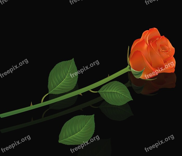 Plant Leaf Flower Nature Rosa