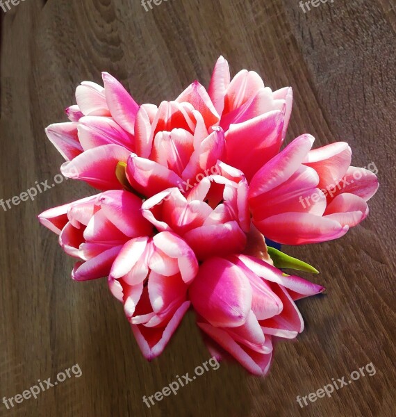 Tulip Bouquet Close Up Colorful Cut Flowers Pink