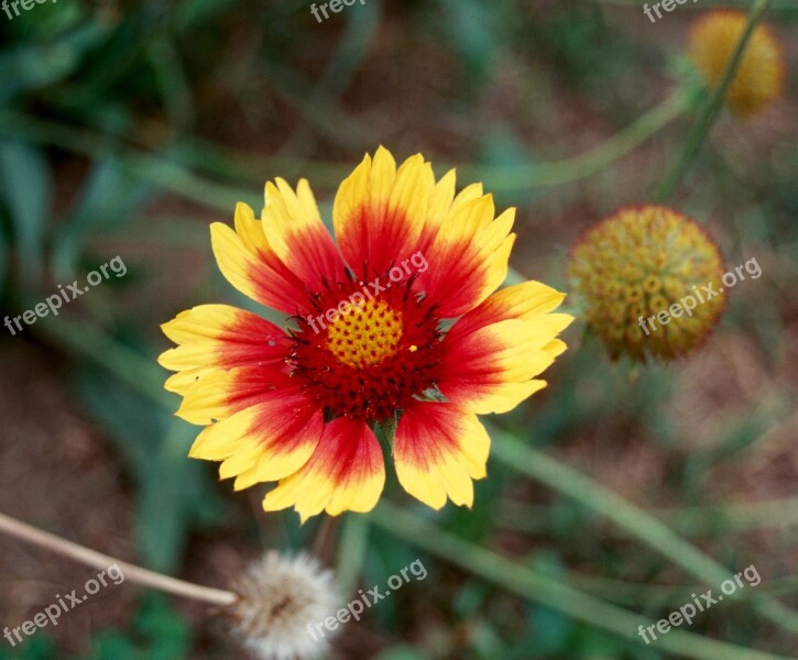 Nature Flower Plant Summer Petal