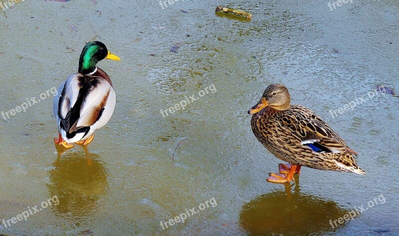 Pair Of Ducks Ice Couple Pond Nature