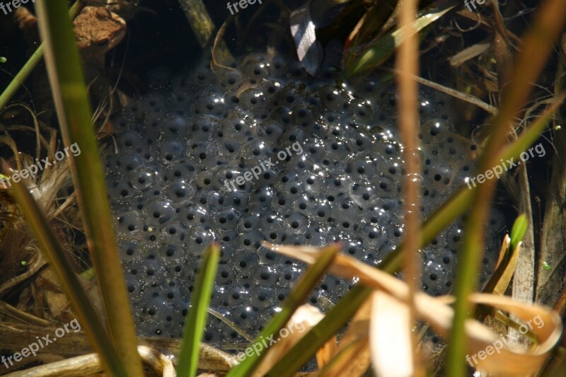 Nature Reed Pond Spawn Frog