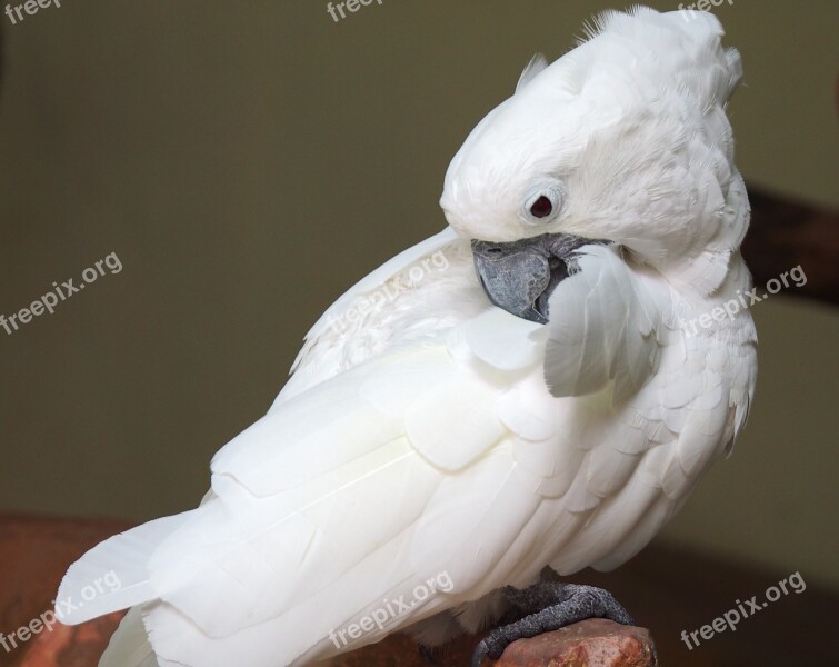 Bird Parrot Cockatoo Feather Animal