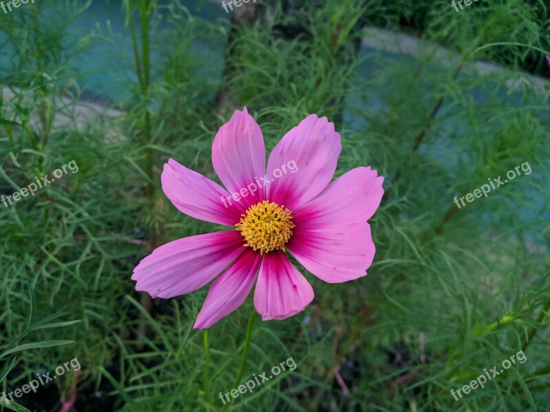 Nature Summer Flower Flora Grass