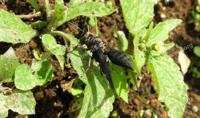 Nature Wasp Insect Free Photos