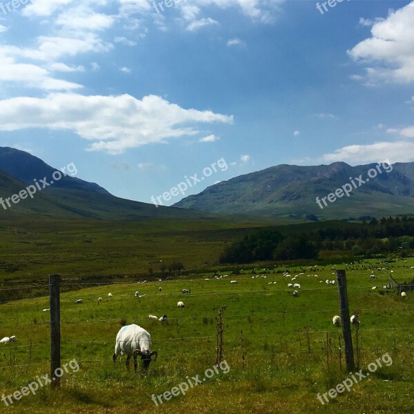 Mountain Landscape Agriculture Sheep Hayfield