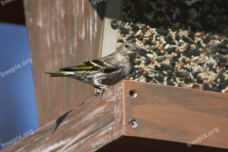 Bird Nature Outdoors Bird Feeder Pine Siskin