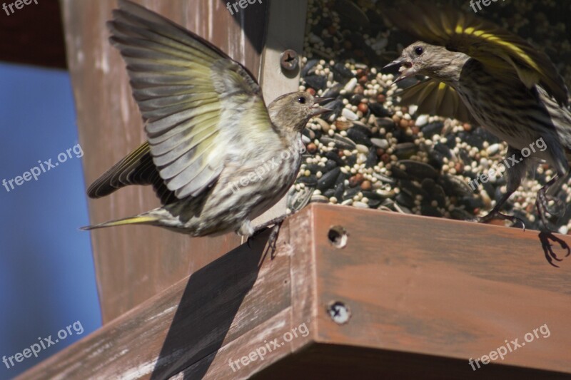 Bird Feather Nature Wildlife Animal