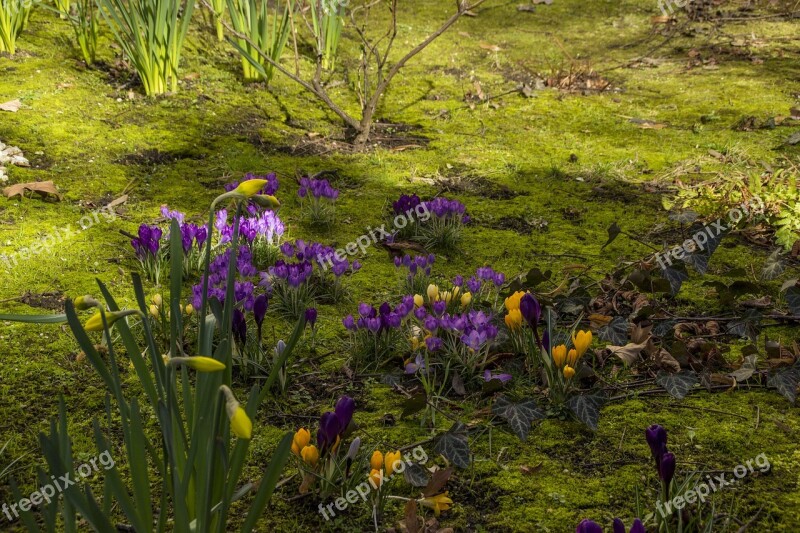 Flower Nature Grass Flora Outdoors