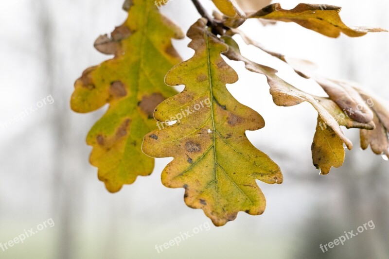 Leaf Oak Tree Natural Plant Autumn