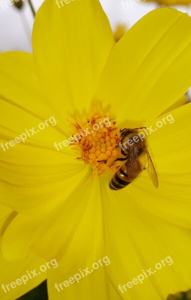 Nature Anthophila Insect Pollen Free Photos