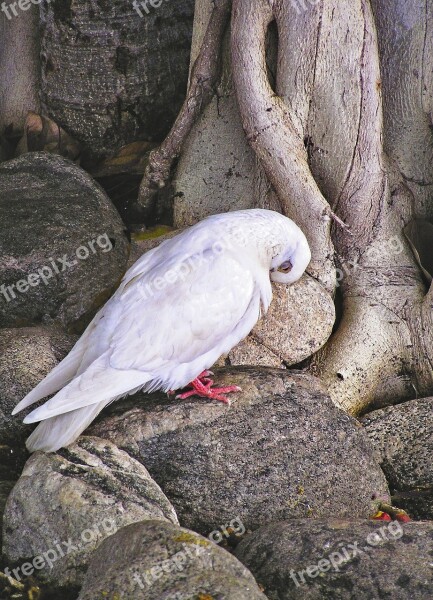 Bird Dove Banyan Tree Nature