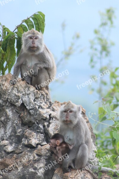 Monkey Nature Animals Nature Tourism Highlands