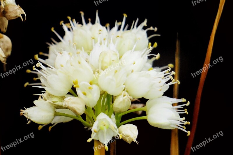 Nature Flower Plant Close-up Outdoor