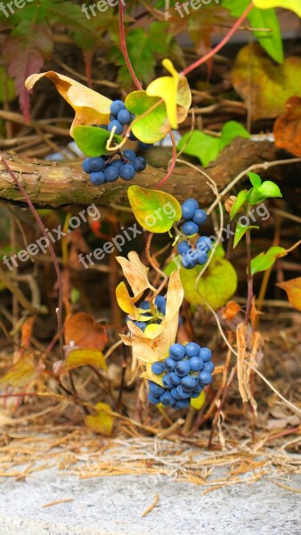 Fruit Nature Leaf Food Outdoor