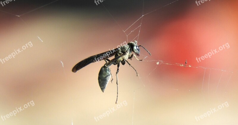 Insect Nature Wasp Web Free Photos