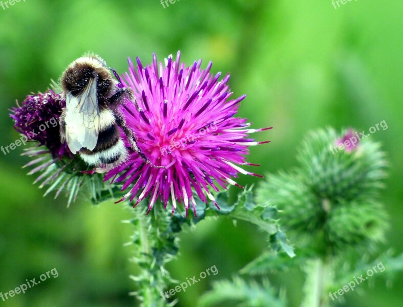 Nature Close Up Thistle Plant Bourdon