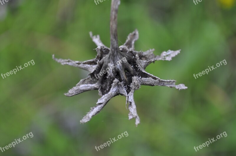 Nature Outdoor Dry Naturale Free Photos