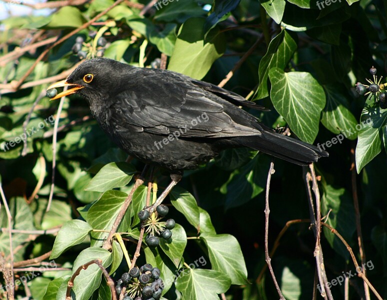 Bird Blackbird Animal World Free Photos