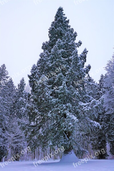 Winter Snow Tree Frost Wood