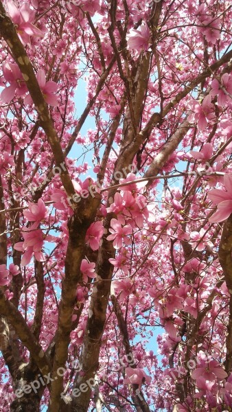 Tree Branch Cherry Season Flower