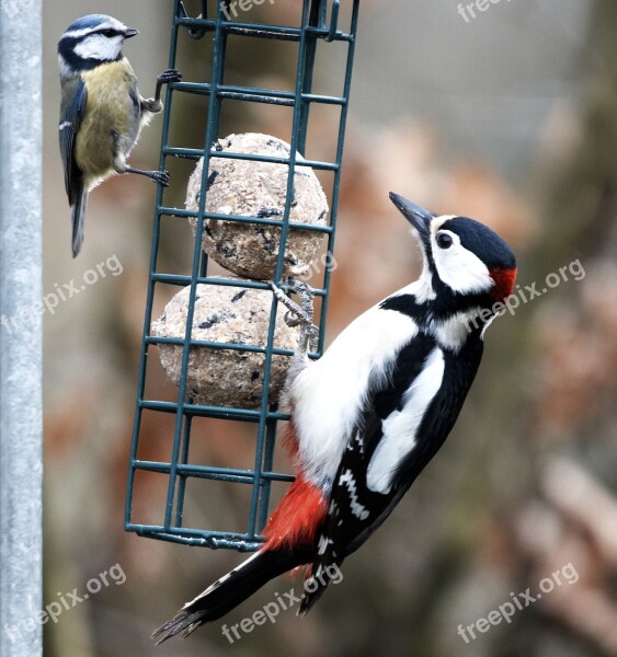 Bird Animal World Nature Animal Woodpecker