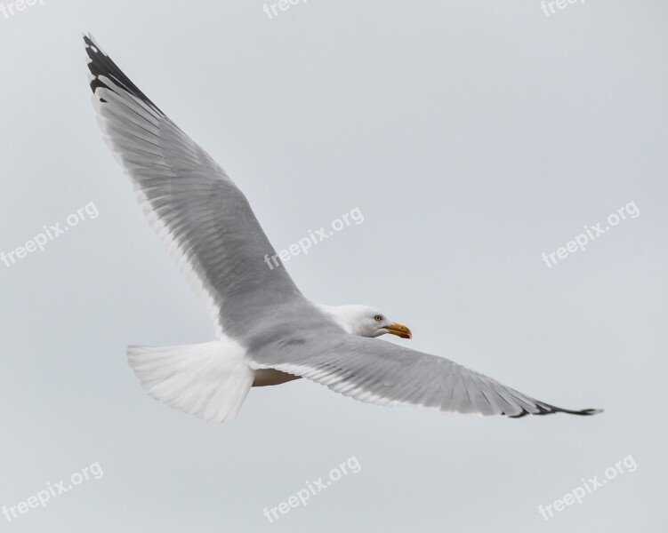 Gull Bird Flight Animal Herring Gull