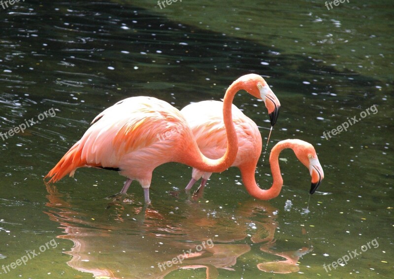 Bird Wildlife Water Nature Beak