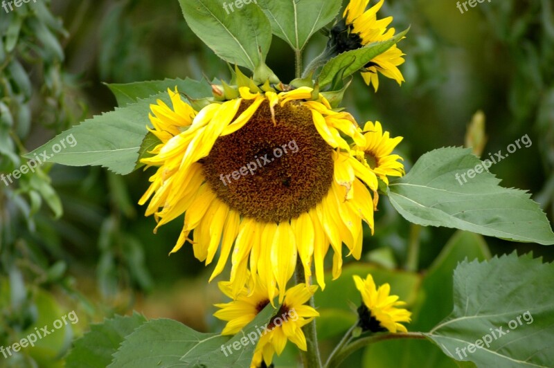 Nature Plant Summer Flower Leaf