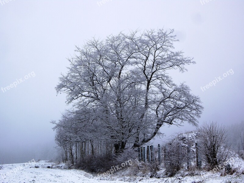 Tree Winter Winter Trees Snow Wintry