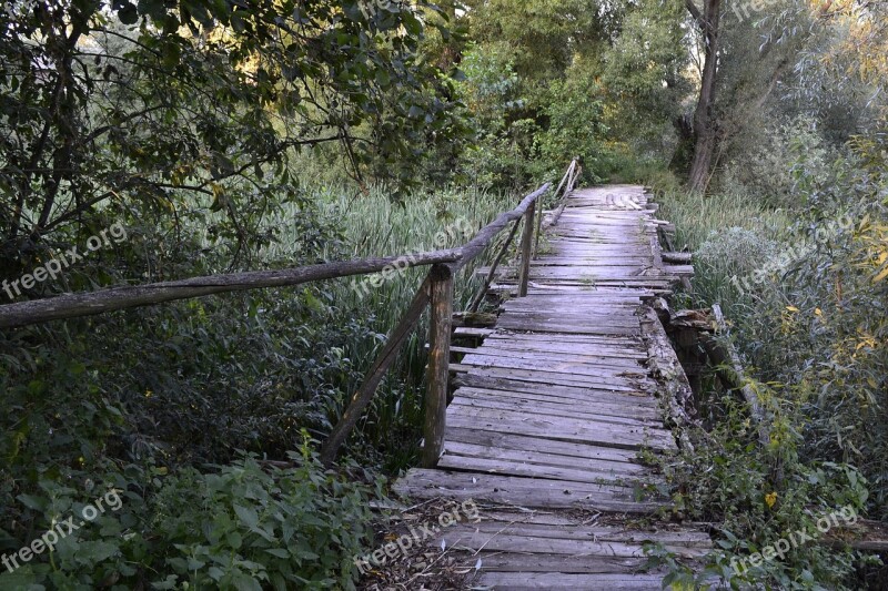 Bridge Old Mouldering Swamp Thickets