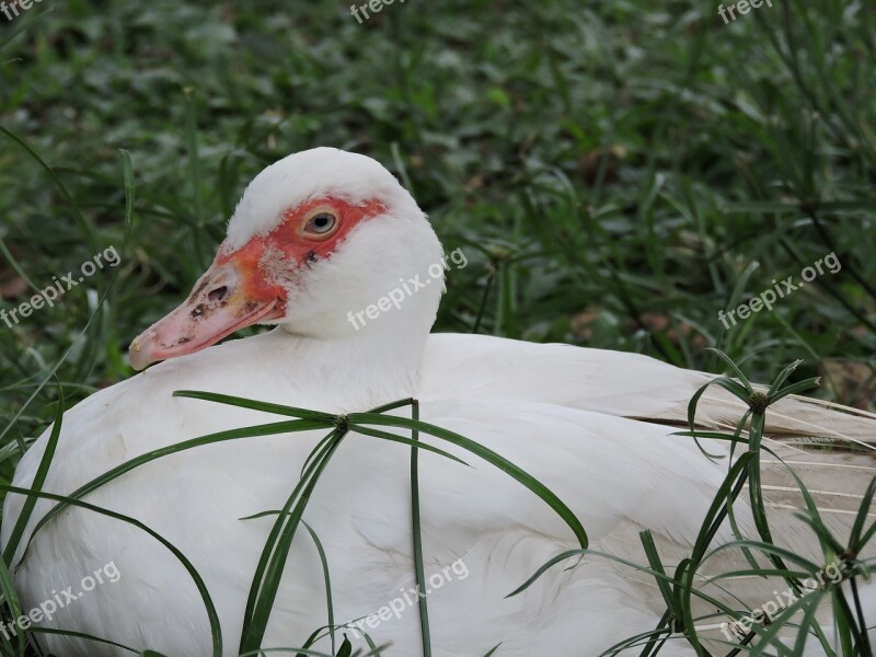 Nature Birds Outdoors Lawn Wild Life