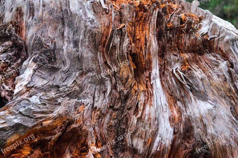 Nature Tree Wood-fibre Boards Texture Free Photos