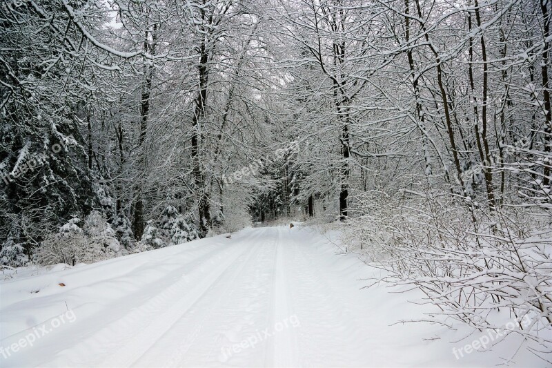 Winter Snow Cold Frost Frozen